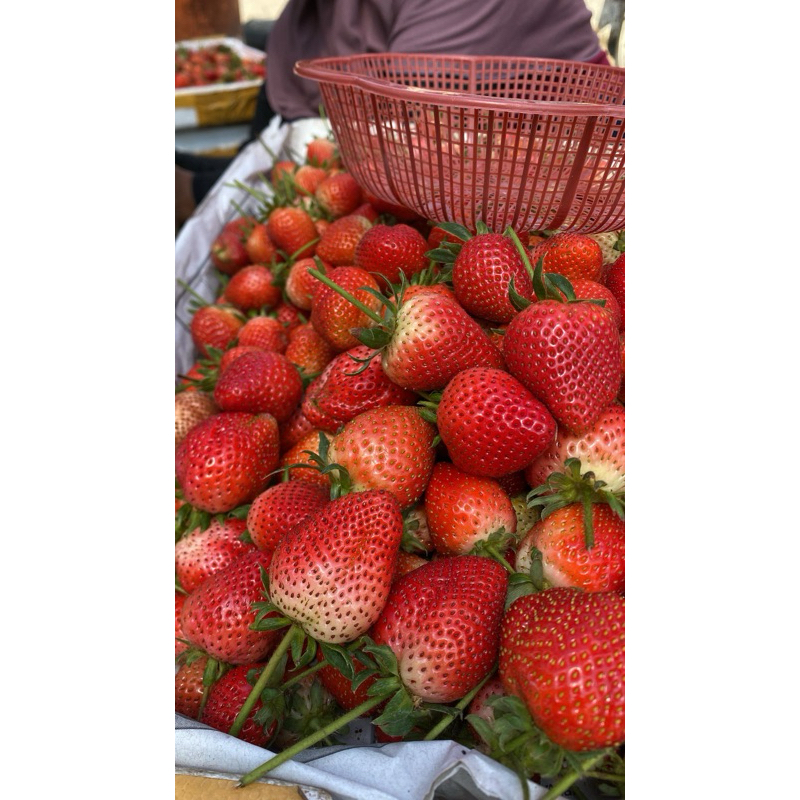 

strawberry fresh 1kg