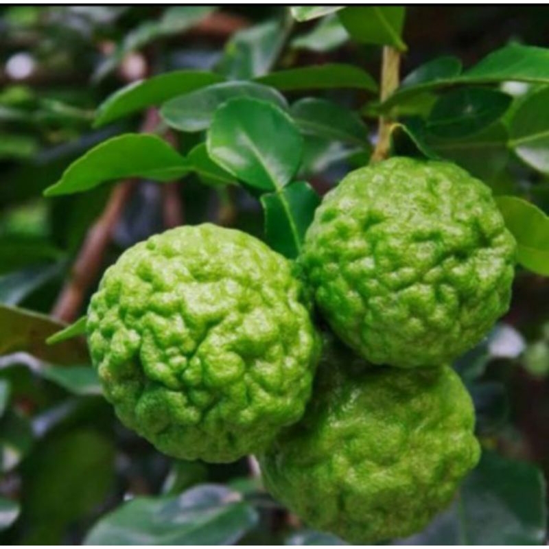 

jeruk purut 1kg fresh buah besar