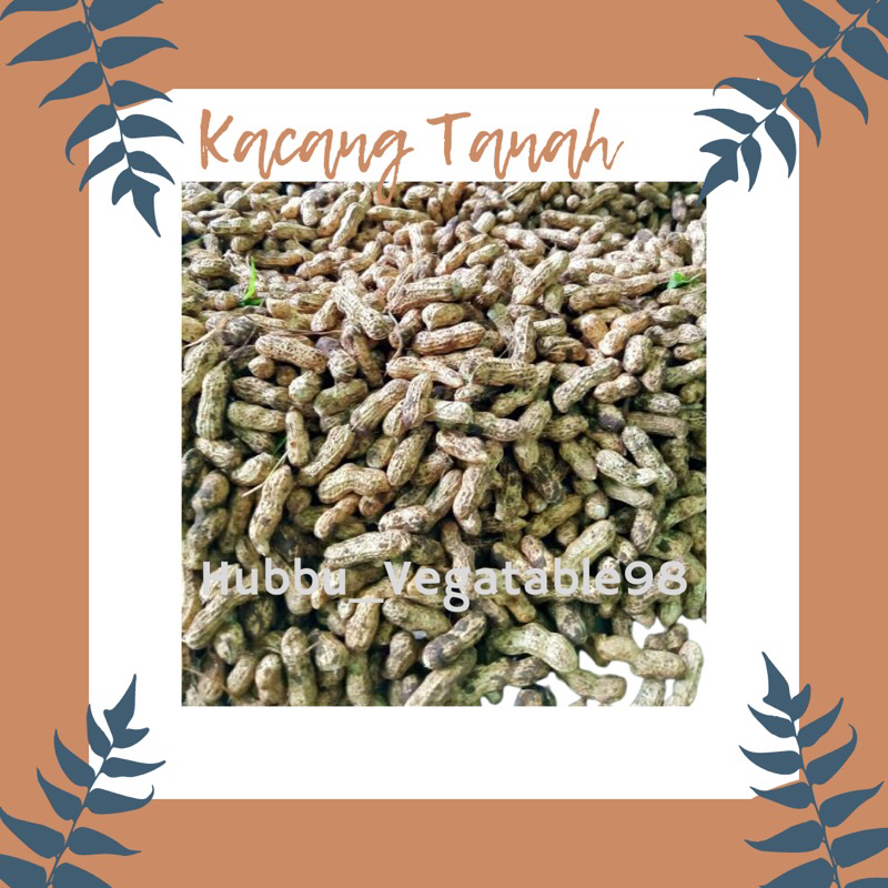 

Kacang Tanah