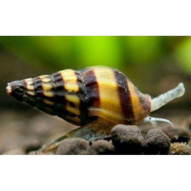 Keong Assasin Pembasmi Keong Hama Aquascape