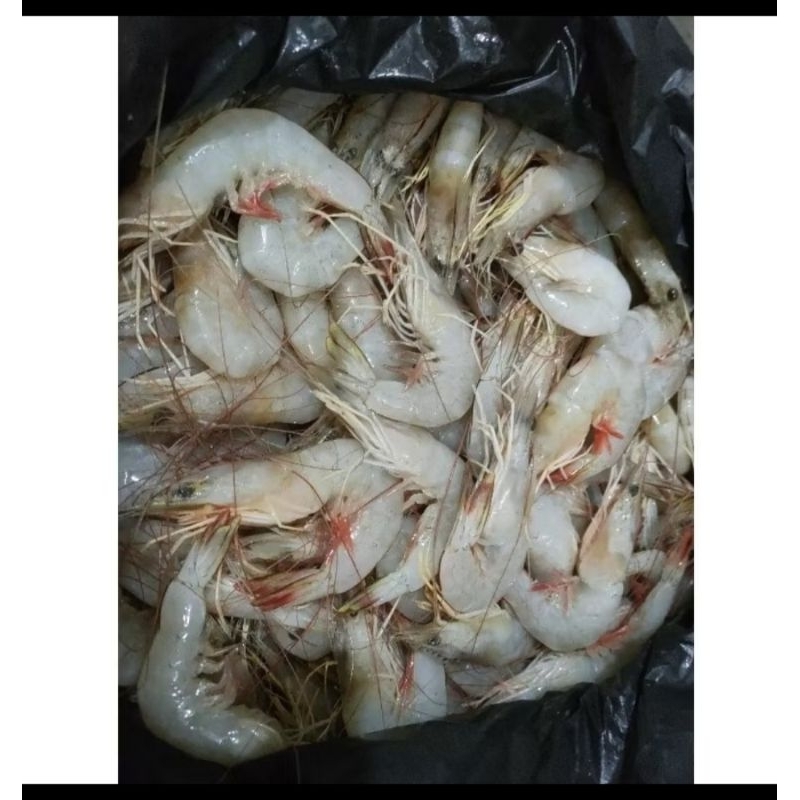 

Udang Peci Besar