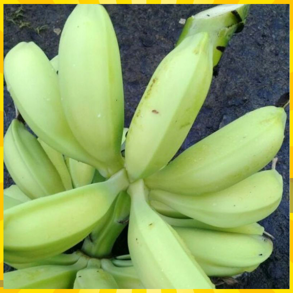 

PISANG BATU/PISANG KLUTUK 500 gram FRESH