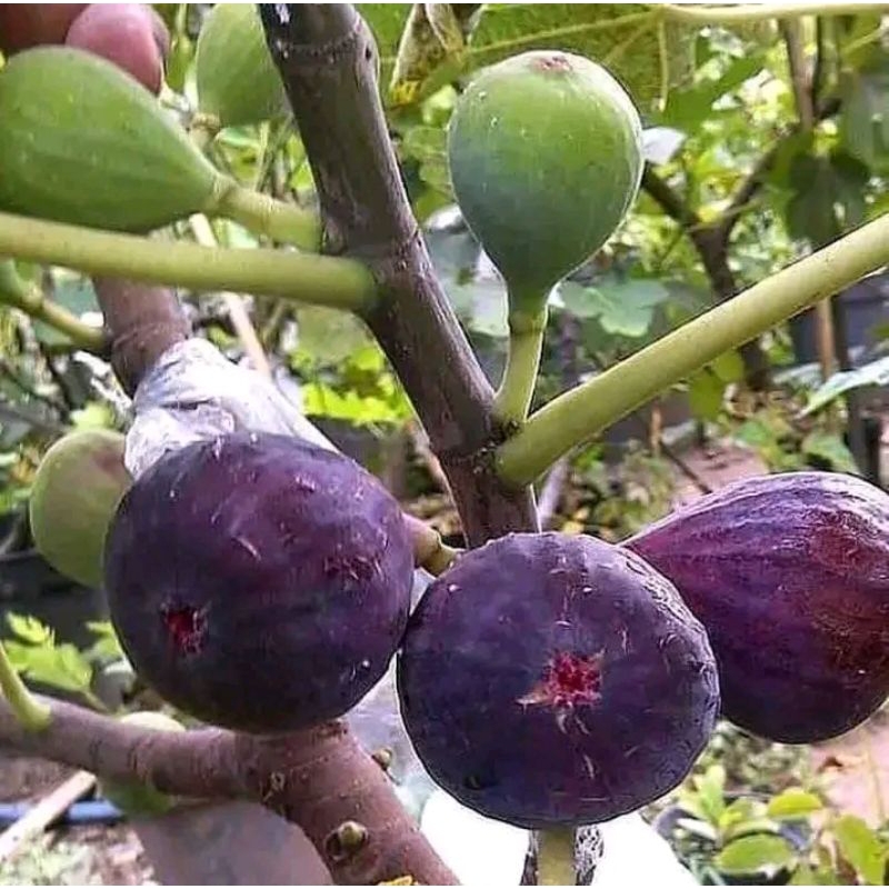 bibit buah tin berbuah