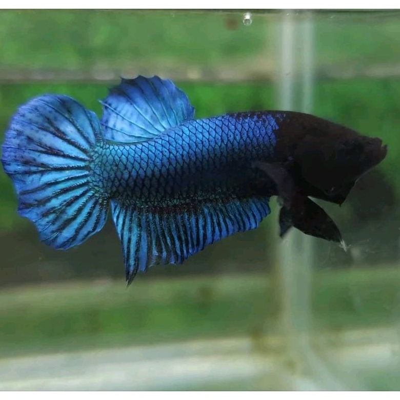 Cupang Aduan Fighter Anakan Import Thailand Bahan Berkualitas