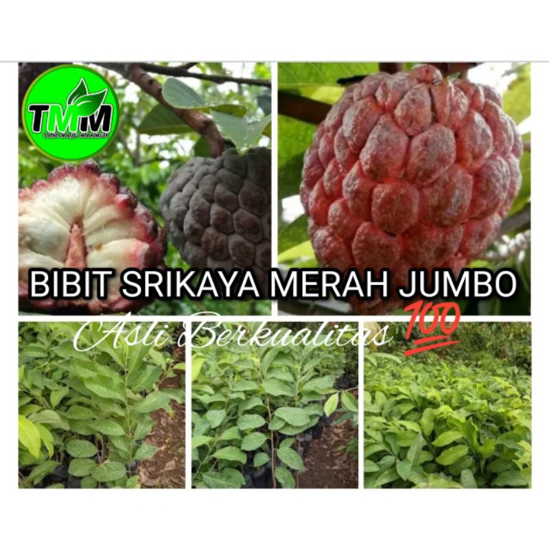BIBIT SRIKAYA MERAH JUMBO