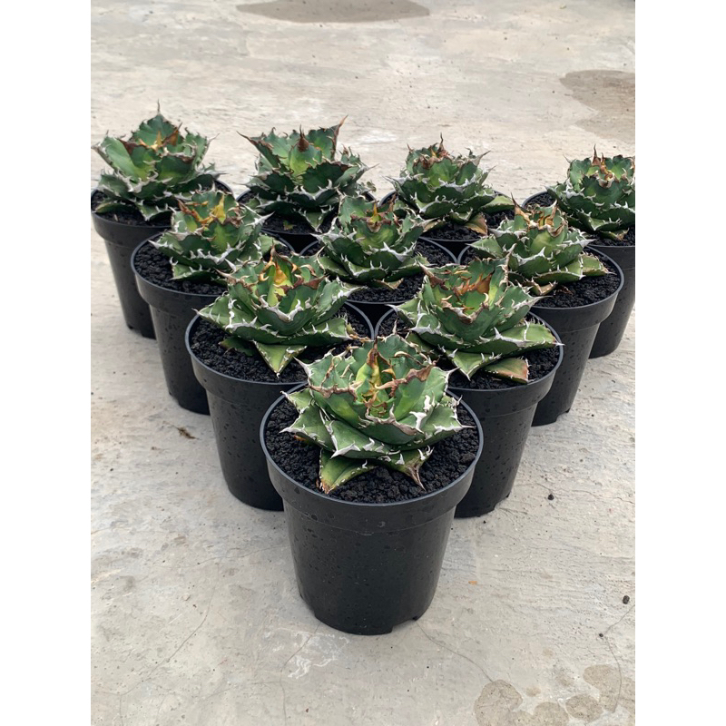 kaktus agave titanota solar eclipse