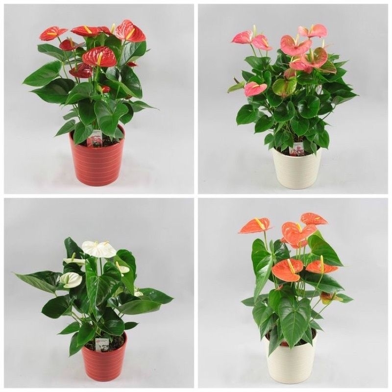 4 pcs tanaman hias anthurium mickey mouse bunga kecil - paket 4 anthurium Mickey mouse