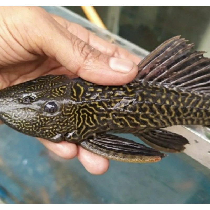 Ikan sapu sapu dewasa