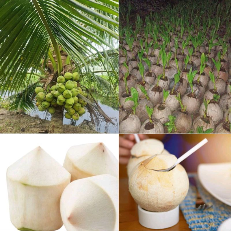 Kelapa Kelapa Tanaman Kelapa Hibrida , Tanaman Kelapa Hibrida Hijau