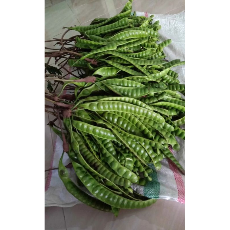 

Buah Pete petai Lalapan sambal Segar Fress Asli Langsung petik dari pohon