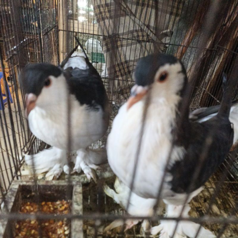 merpati lahor hitam sepasang siapan