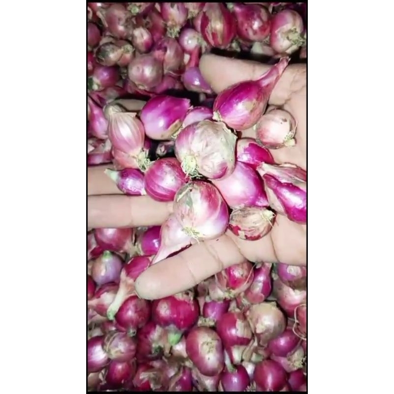 

bawang merah