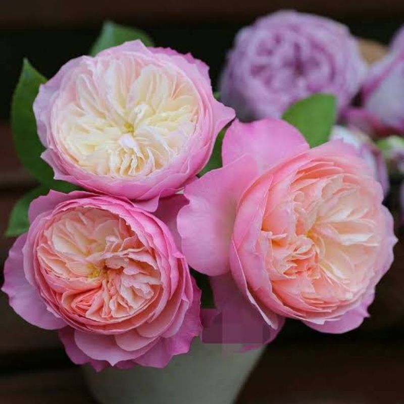 Mawar Import Constance Indukan