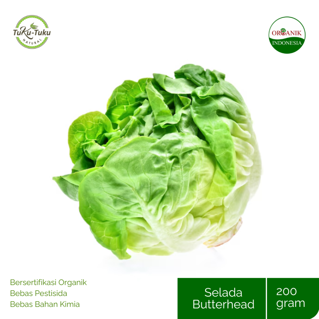 

LETTUCE HEAD SAYUR QV 500GR