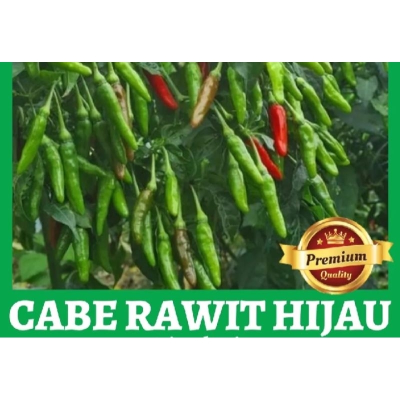 4000++benih cabai rawit lokal unggul 10gram cabai rawit lokal garut unggul