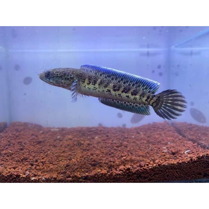 chana AURANTI WC BABY