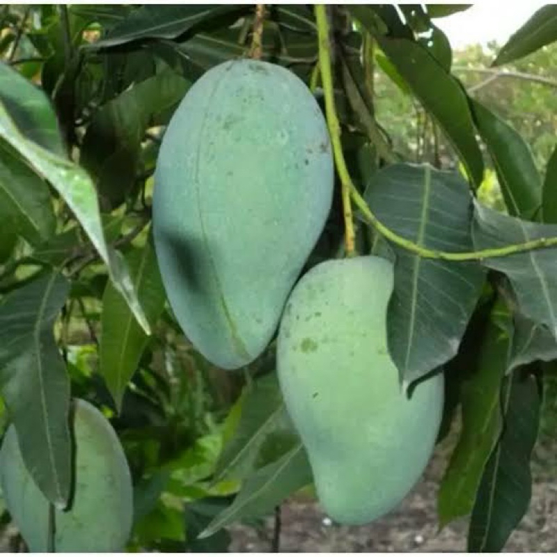 

Mangga Harum manis mentah fress Buat Rujakan