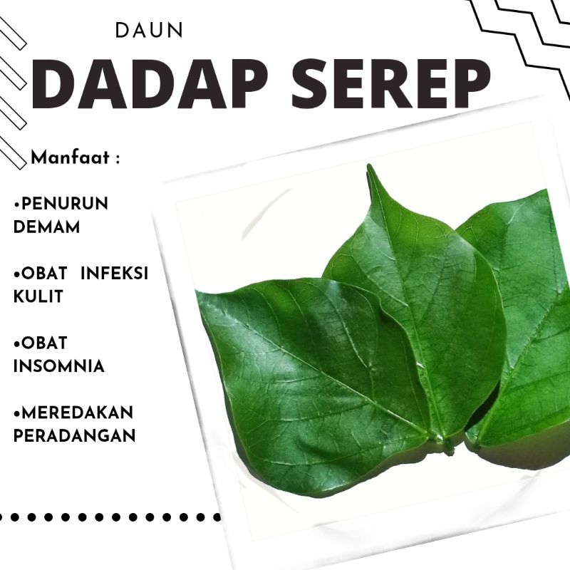 

Daun Dadap Serep (1 lembar)