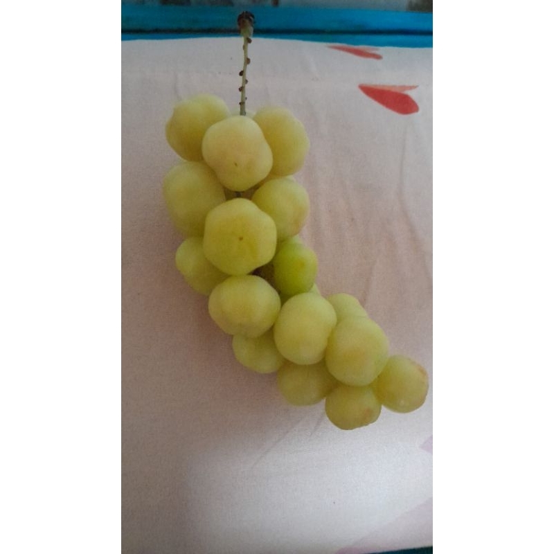 

buah cerme cermai fresh 250 gr 500gr dan 1kg