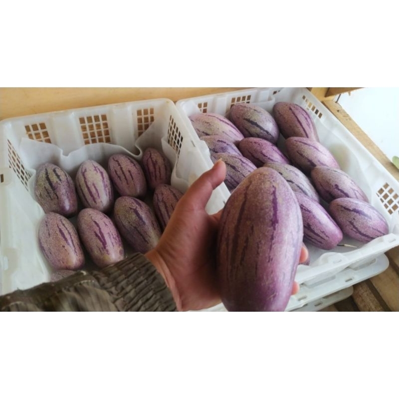 

buah Pepino 2 kg