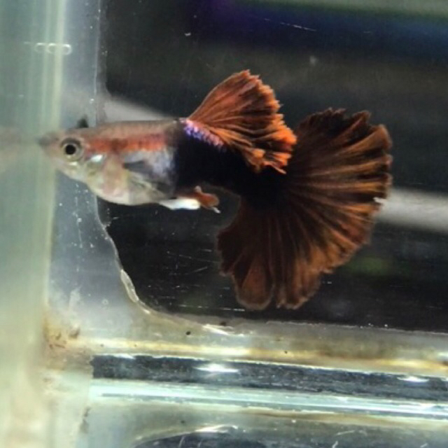 Guppy HB Red Rose tail sepasang