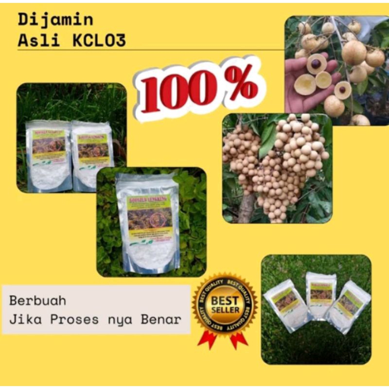 Kualitas Terjamin.. Booster Klengkeng Kclo3  , Booster Klengkeng Murni