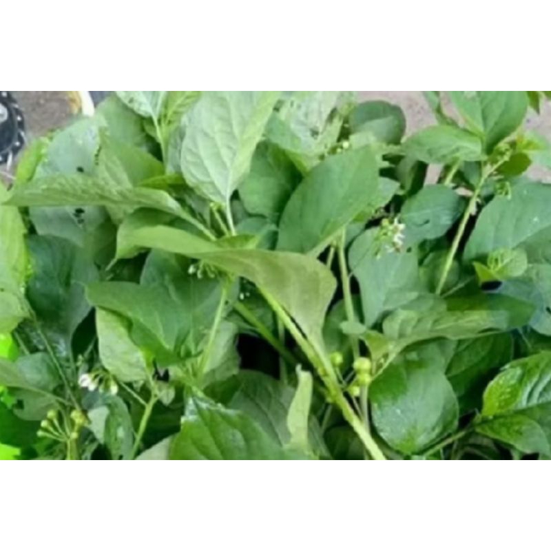 

daun lenca ayam 400 grm