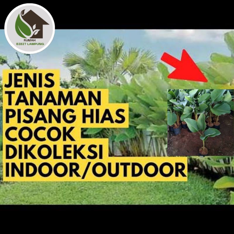 Bibit tanaman pisang calatea bunga pisang calatea