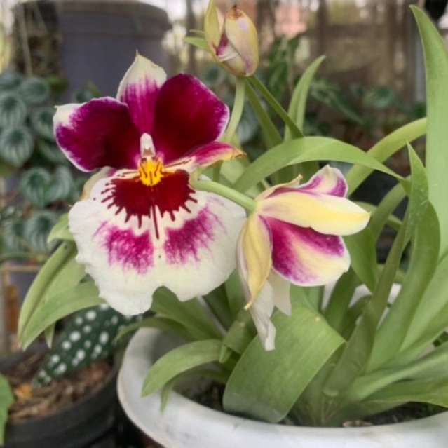 Dewasa - Anggrek Miltonia