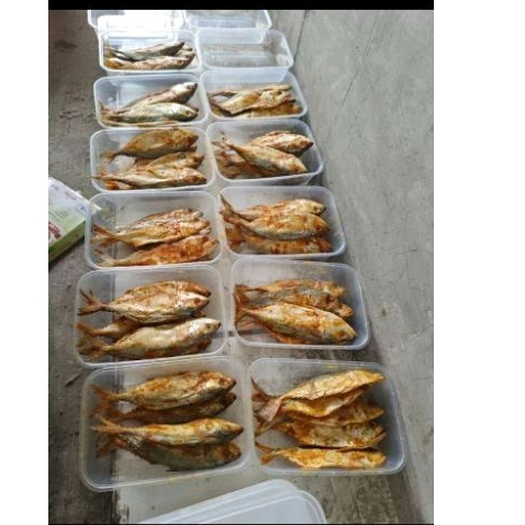 

IKAN PEDA MERAH