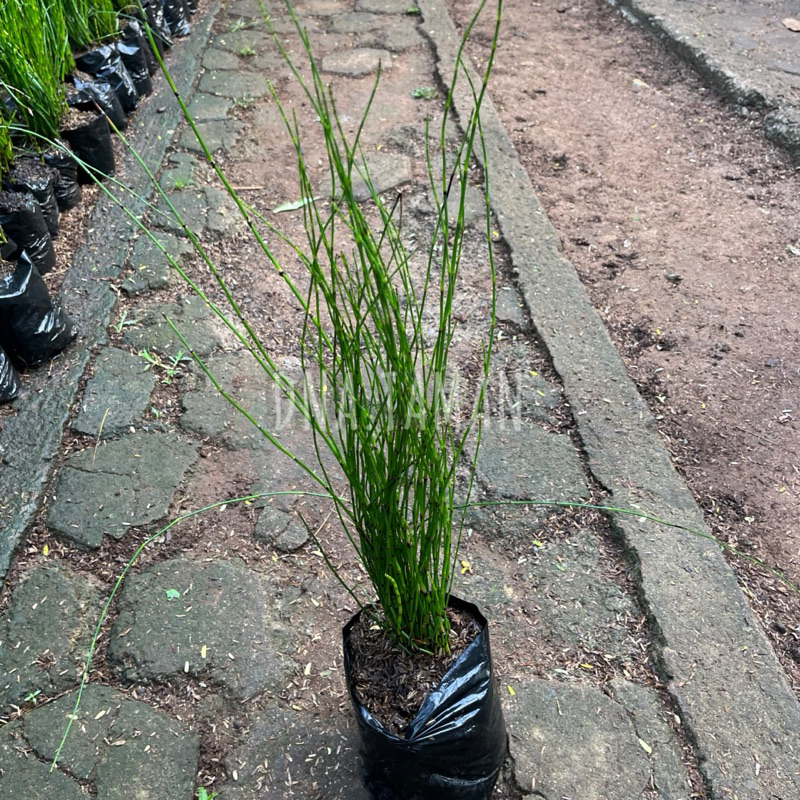 TANAMAN HIAS BAMBU AIR JEPANG REALPICT || TANAMAN HIAS BAMBU AIR JEPANG