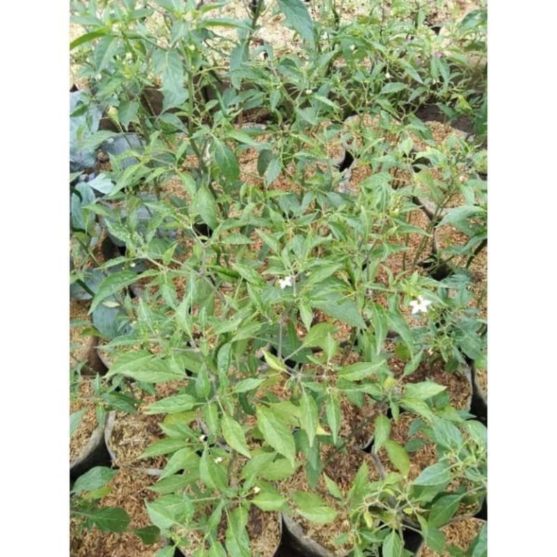 BIBIT CABE KERITING/CABE KERITING