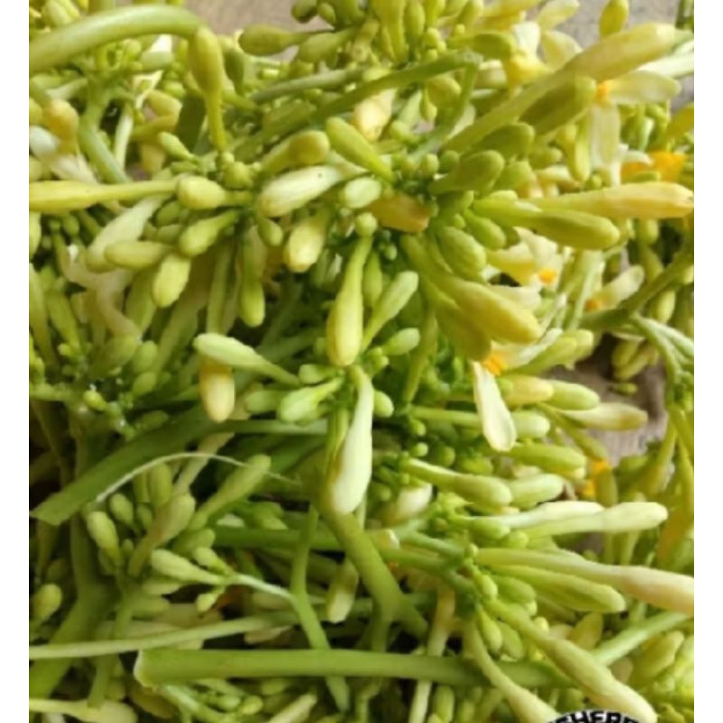 

bunga pepaya 500 grm