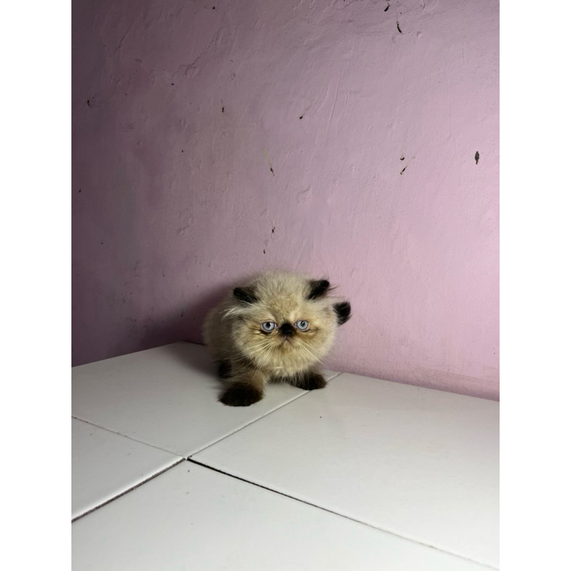 Peaknose Himalaya (Sealpoint)
