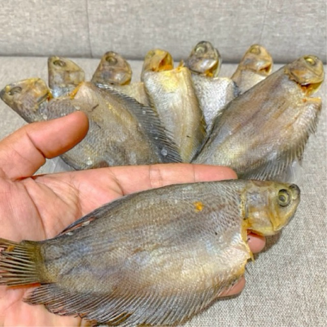 

Ikan Sepat Kering Besar 1 kg (Gratis box plastik penyimpan ikan)