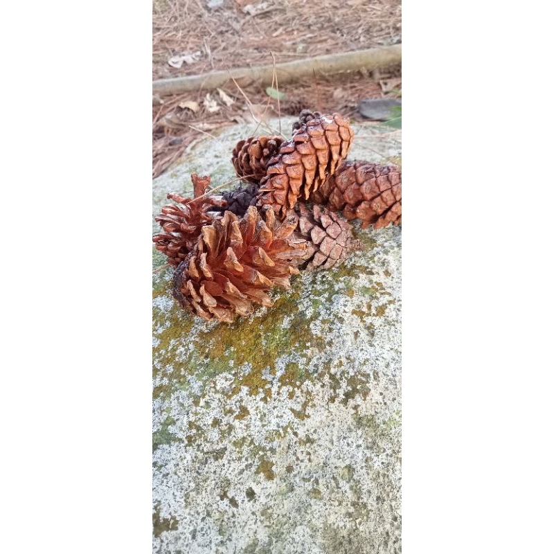 buah pinus buat kerajinan