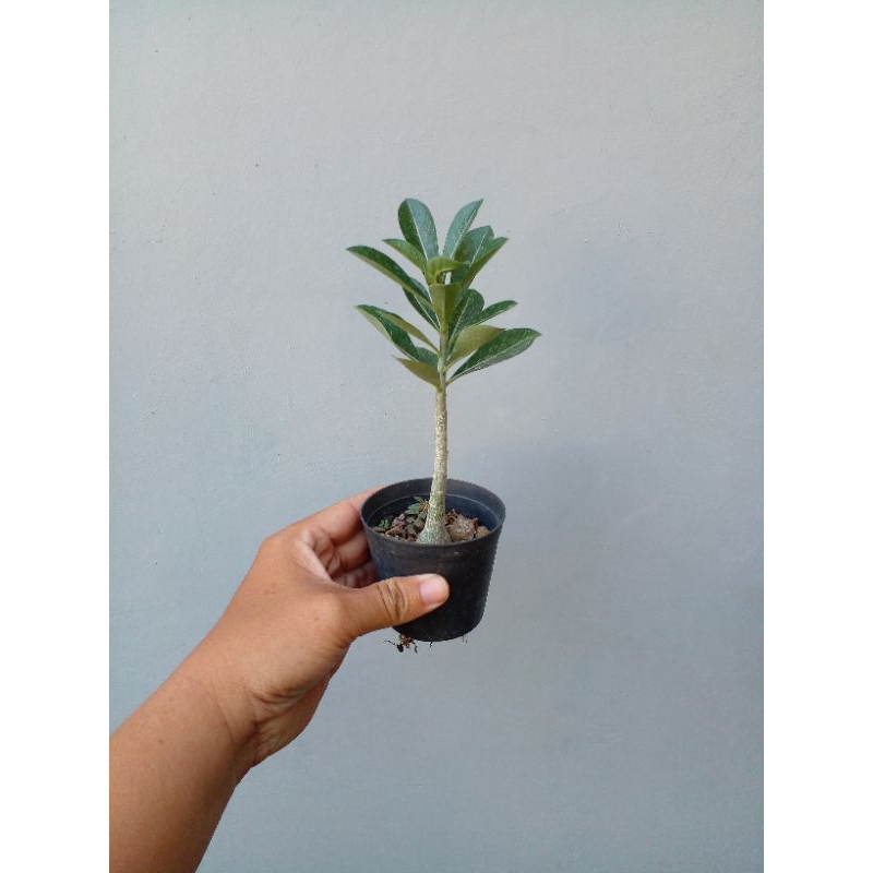 Adenium somalense var somalense