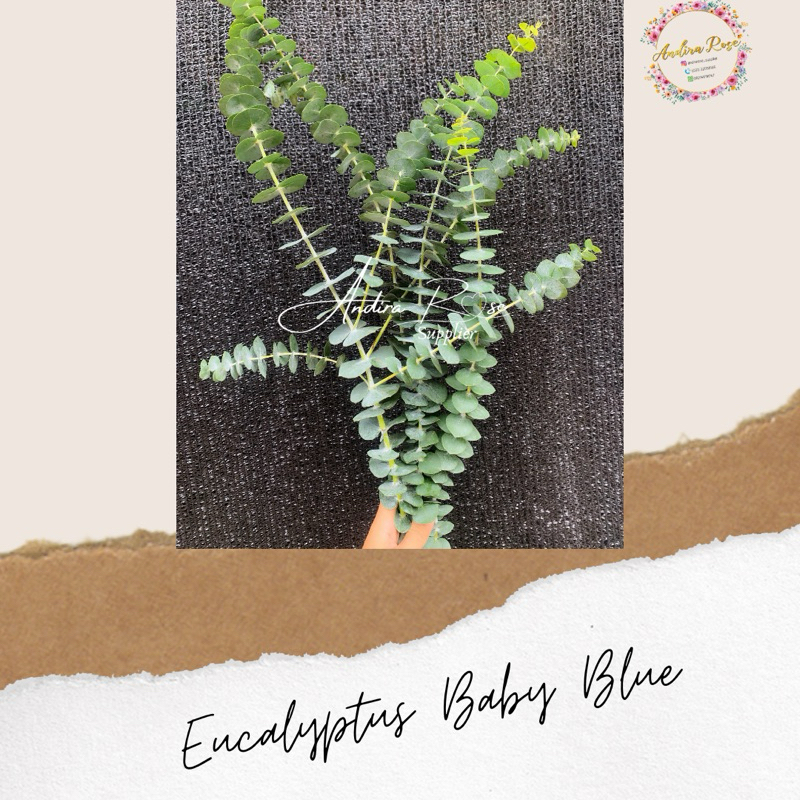 Silver Dollar (Eucalyptus Baby Blue)