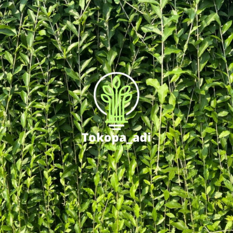 PRO 1 BATANG  !!! LEE KWAN YEW 1 meter BATANG || TANAMAN HIAS LEE KWAN YEW