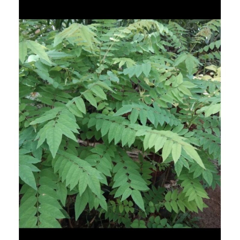 

Daun belimbing wuluh segar