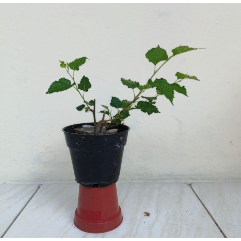 bonsai murbei berbuah