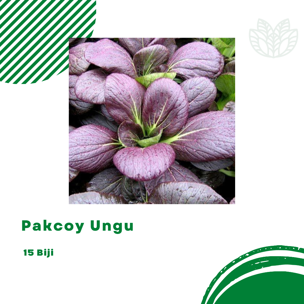 Biji Benih Pakcoy Ungu Pakcoy Dark Red