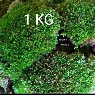 Star+ Lumut Hidup/1 kg/moss Hutan/Living Moss/lumut hidup/aquascape/1 kg