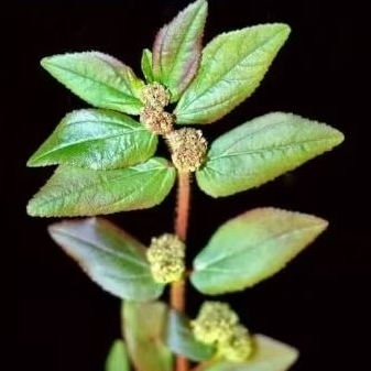 

Promo!! 3 Daun Patikan Kebo Kering Untuk Ramuan Herbal