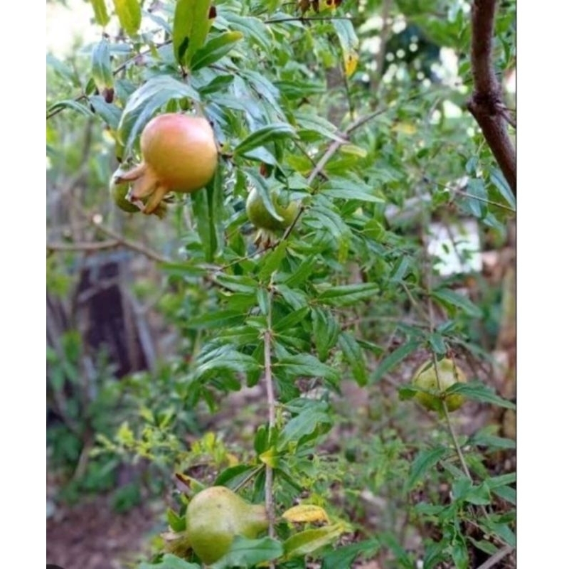 

daun delima segar 100 gram