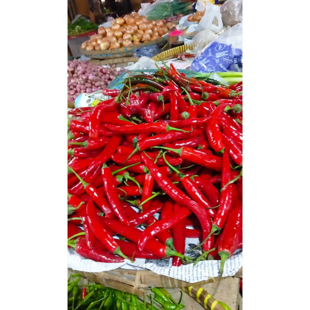 

cabai merah teropong besar pedas biasa