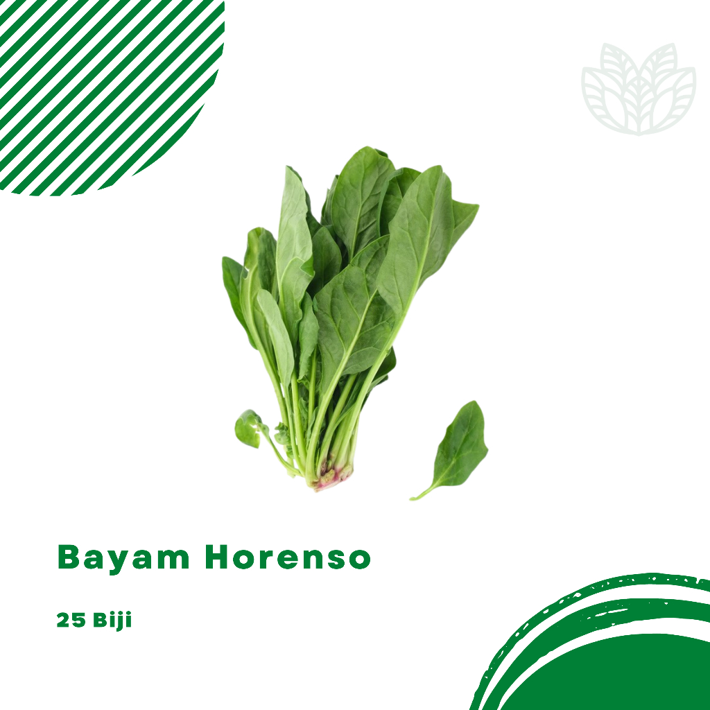 Benih Biji Bayam Horenso  Bayam Jepang