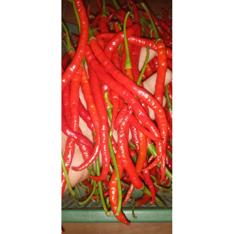 

Cabe Merah Kriting - Sayur Segar Setiap Hari