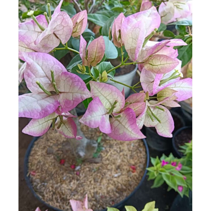 Bunga Bougenville Bengawan Solo