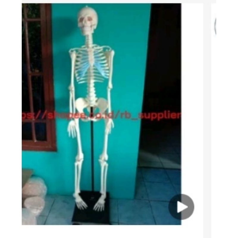 

kerangka manusia model alat peraga